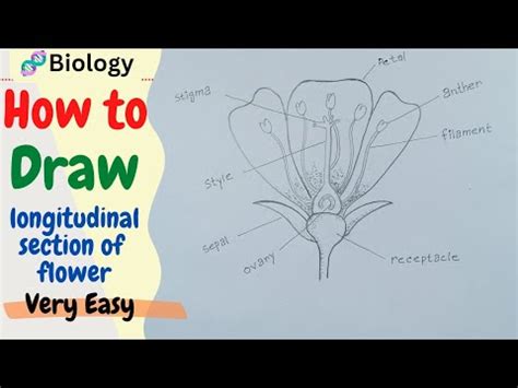 How To Draw Diagram Of Longitudinal Section Of Flower Labelled Diagram