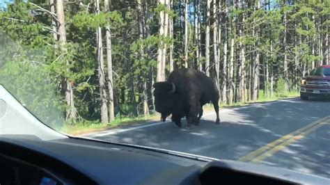 Bison Walking Next To Our Car In Yellowstone Youtube