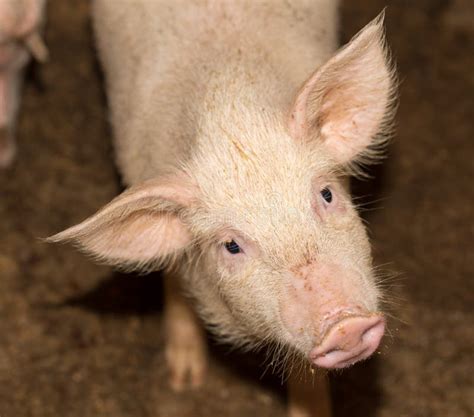 Portrait Of A Pig On The Farm Stock Image Image Of Looking Breeding