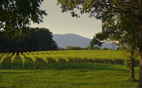 Your Guide To Virginias Vineyards Blog Horse Farms And Country Homes