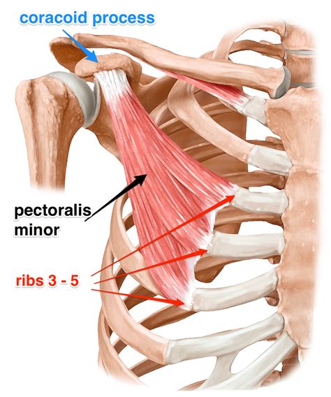 The Pectoralis Minor Muscle Yoganatomy