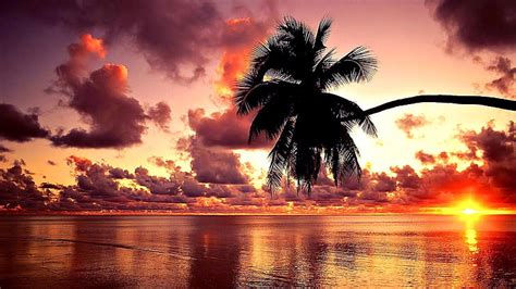 5120x2880px Free Download Hd Wallpaper Hawaii Palm Sea Sunset