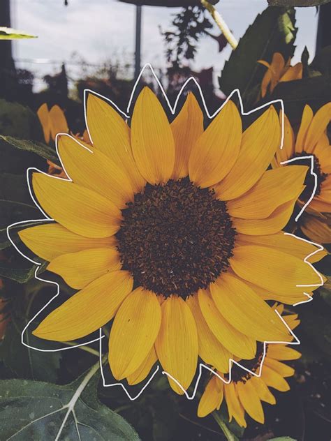 Feel free to use these sunflower aesthetic images as a background for your pc, laptop, android phone, iphone or tablet. Aesthetic Sunflower Picture Wallpapers - Wallpaper Cave