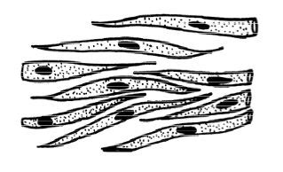 Fibers of smooth muscle group in branching bundles, which allows for cells to contract. File:Anatomy and physiology of animals smooth muscle fibres.jpg - Wikimedia Commons