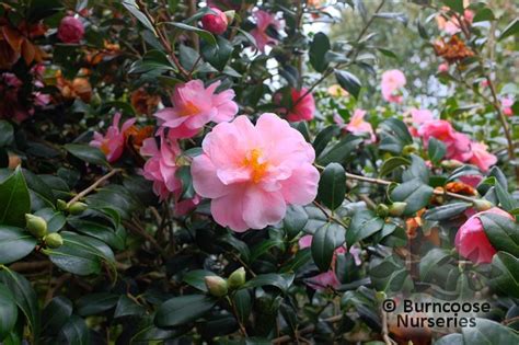 Camellia Pink Icicle Pink Plants Bloom