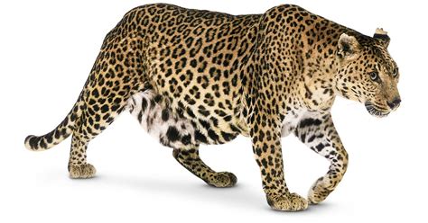 Leopard Facts For Kids Leopards Spots Dk Find Out