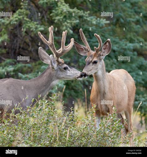Two Mule Deer Bucks With Velvet Antlers Interact Stock Photo Alamy