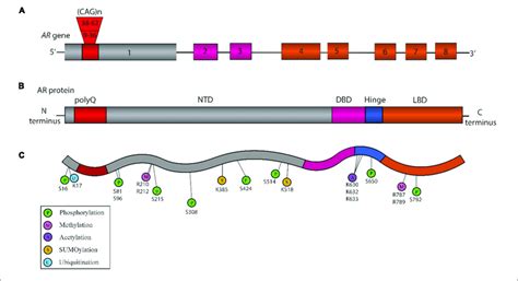 Schematic Representation Of The Structure Of Androgen Receptor Ar