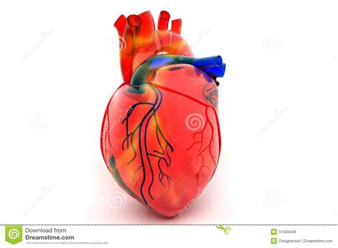 Human Heart Royalty Free Stock Image Image 37049446