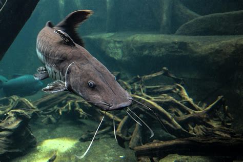 12 Of The Best Types Of Catfish For Aquariums Rodi Water Delivery