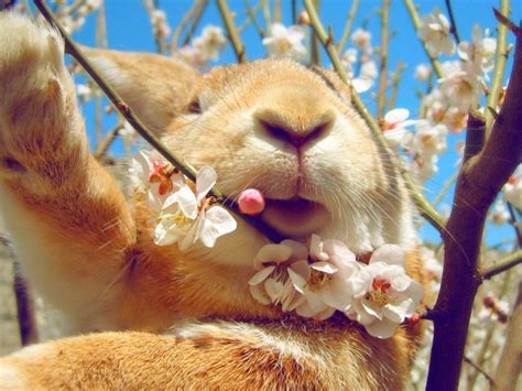 Rabbit Eating Flowers On The Tree Wallpapers And Images Wallpapers