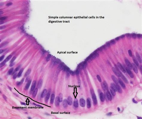 Stratified Columnar Epithelium Labeled