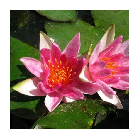 Nymphaea Pygmaea Rubra Water Lily Red Plants Sales