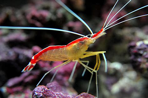 Invertebrate Spotlight The Skunk Cleaner Shrimp Reef Builders The