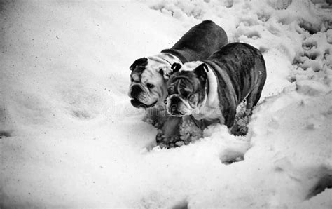 English Bulldog In Snow Stock Photo Image Of Cold Park 177765072