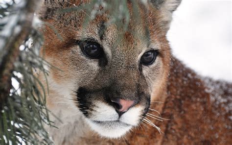 Cougar Hd Wallpapers Backgrounds