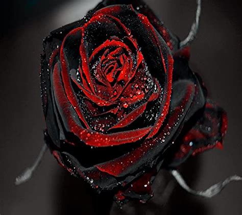 Crimson Roses By Tess Thompson