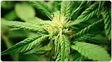 Kentucky Marijuana Legalization Photos