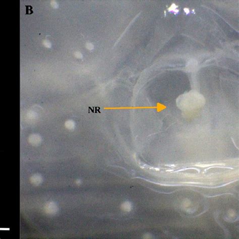 Pdf Range Expansion Of Two Box Jellyfish Cnidaria Cubozoa In