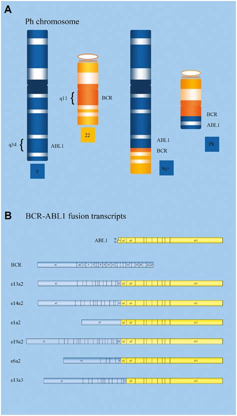 A Review Of The Challenge In Measuring And Standardizing Bcr Abl1