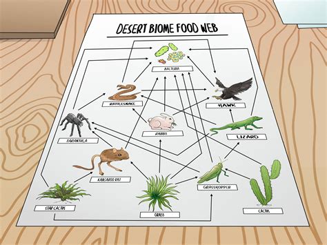 Anna, jordi, laura and marc. Desert Ecosystem Food Chain