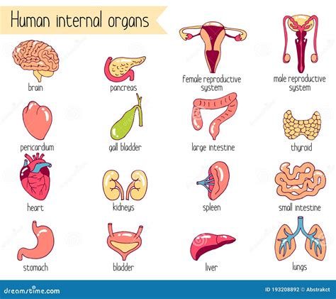 Human Internal Organs Vector Set Cartoon Style Illustration Of 16 Internal Organs Stock Vector