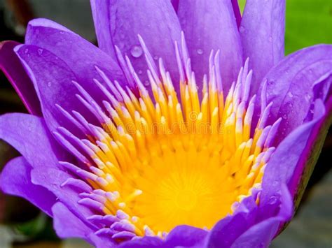Purple Lotus Flower Blooming On Water Surface Stock Image Image Of