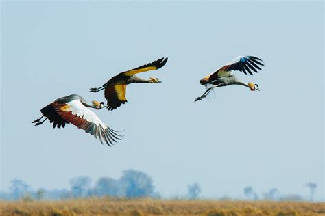 Birding In Africa We Show You The Hotspots For The Best Birding Tours