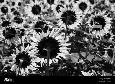 Field Of Sunflowers Black And White Stock Photos And Images Alamy