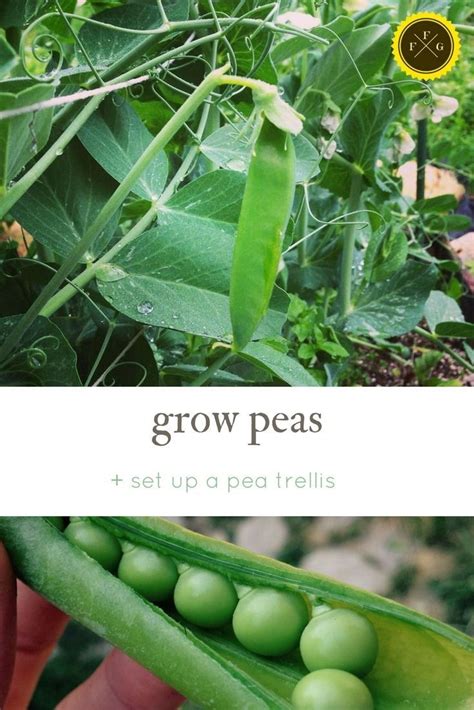 Growing Sugar Snap Peas Shell Peas And Snow Peas Growing