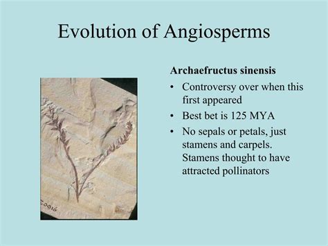 Ppt Evolution Of Angiosperms Powerpoint Presentation Free Download