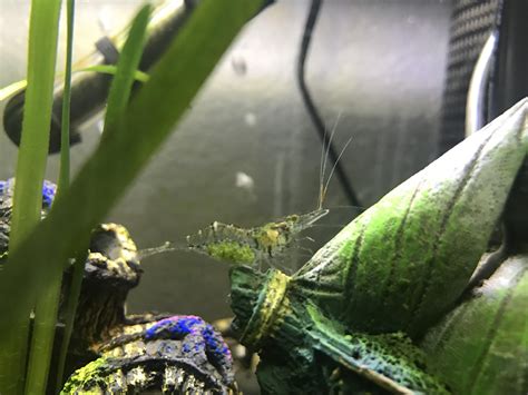 The baby shrimps also get attacked sometimes by other species. Baby mama ghost shrimp : shrimptank