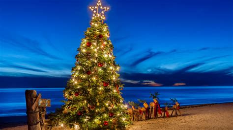 decorated christmas tree  beach sand  blue sky  hd christmas tree wallpapers hd