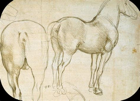 Close Up Da Vinci Art Animal Drawings Horses