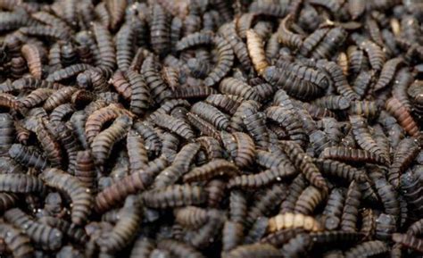 Kenya Harnesses Fly Larvaes Appetite To Process Food Waste Kenya