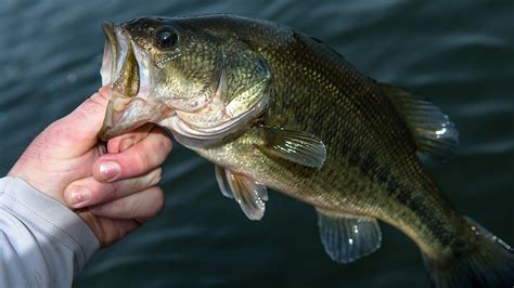 Ten Great Things Bass Fishing Has Done For America Fox News