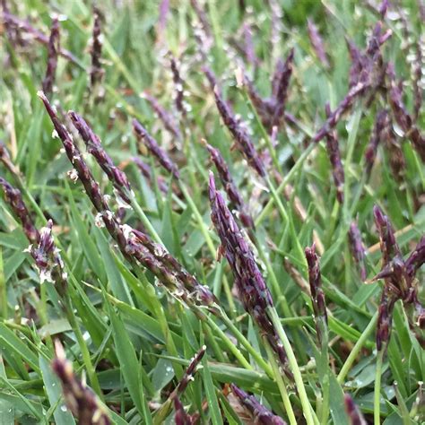 I will show you photos of my lawn about four weeks after i most items come with a limited manufacturer's warranty. Jim Brosnan, Ph.D. on Twitter: "Zoysia japonica seed heads are showing across much of Tennessee ...
