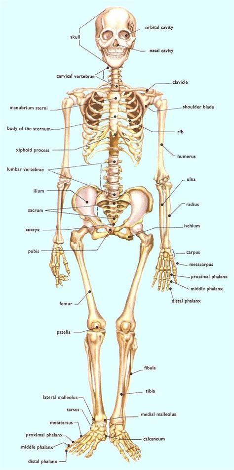 What roles do the digestive, reproductive, and other systems play? Useful Notes for Medical Students on Skeleton-Parts ...