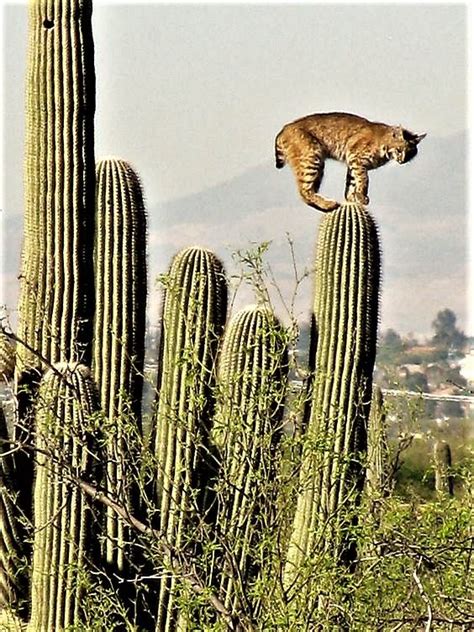 Bobcat On Saguaro Cactus Sabino Canyon Arizona Beautiful Creatures