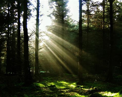 Sun Through The Trees Wallpaper Landscape Nature Wallpapers In 