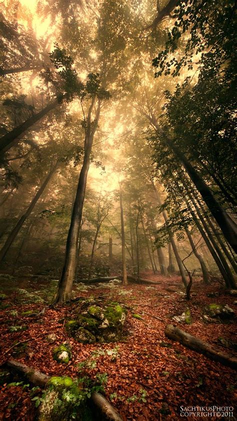 Лес Вертикальное Фото Telegraph