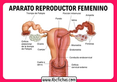 Identificar Las Partes Del Aparato Reproductor Femenino El Embarazo