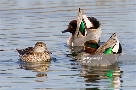 Greenwinged Teal Duck Drakes In Courtship Display High Res