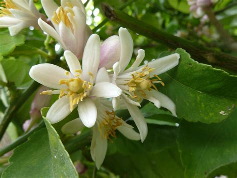Blossoms Of The Lemon Tree Meino Mellink Flickr