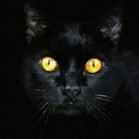 Black Cat With Golden Eyes Painting By Modern Art Pixels