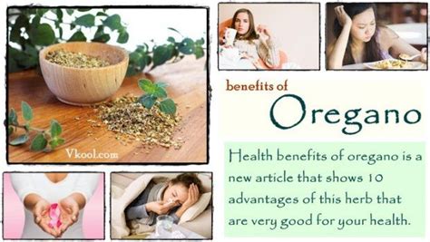 Top 10 Health Benefits Of Oregano