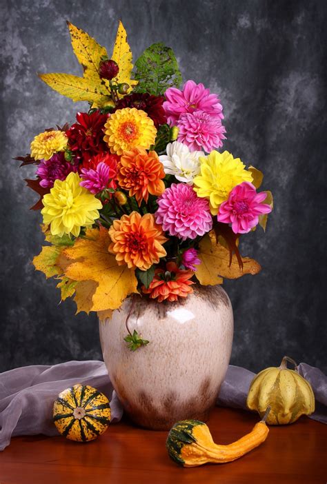 Still Life With Autumn Chrysanthemum Flowers In A Vase Chrysanthemum
