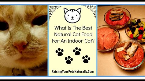 Best Indoor Cat Food Cat Choices