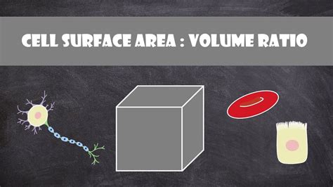 Cell Surface Area Volume Ratio Cell Biology Youtube