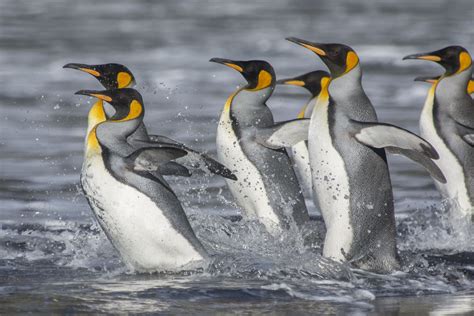 Penguins international is dedicated to penguin conservation and research to help understand the issues that penguins face and how we can join together to protect the future of these amazing. Go west! King Penguins at Marion Island are satellite ...